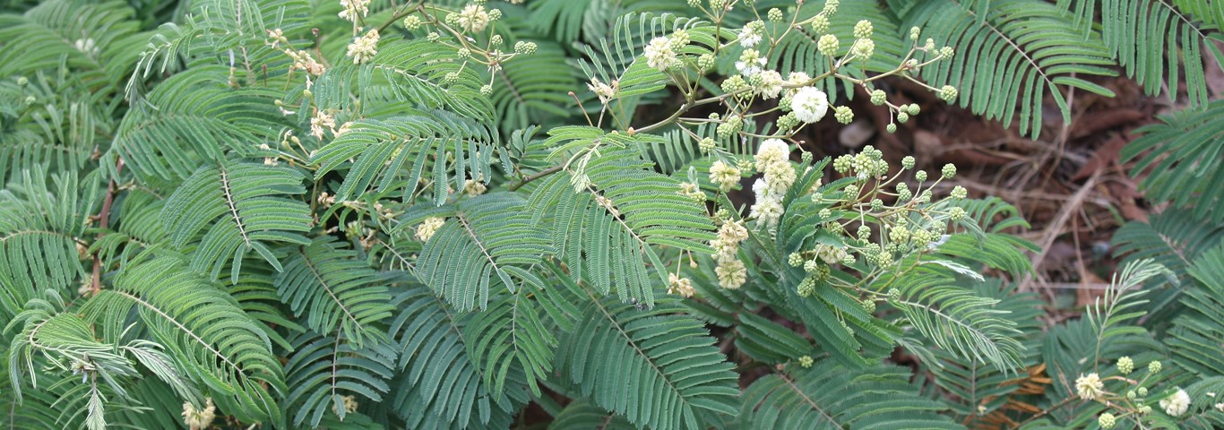 Acacia brevispica